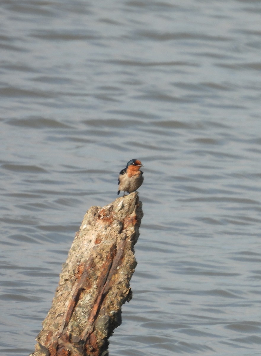 Pacific Swallow - ML651057442