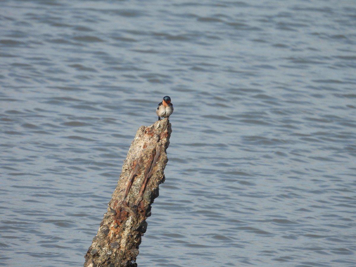 Pacific Swallow - ML651057468