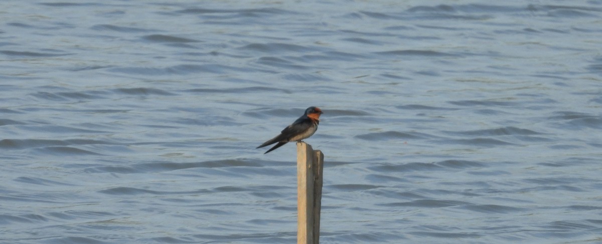 Pacific Swallow - ML651057508