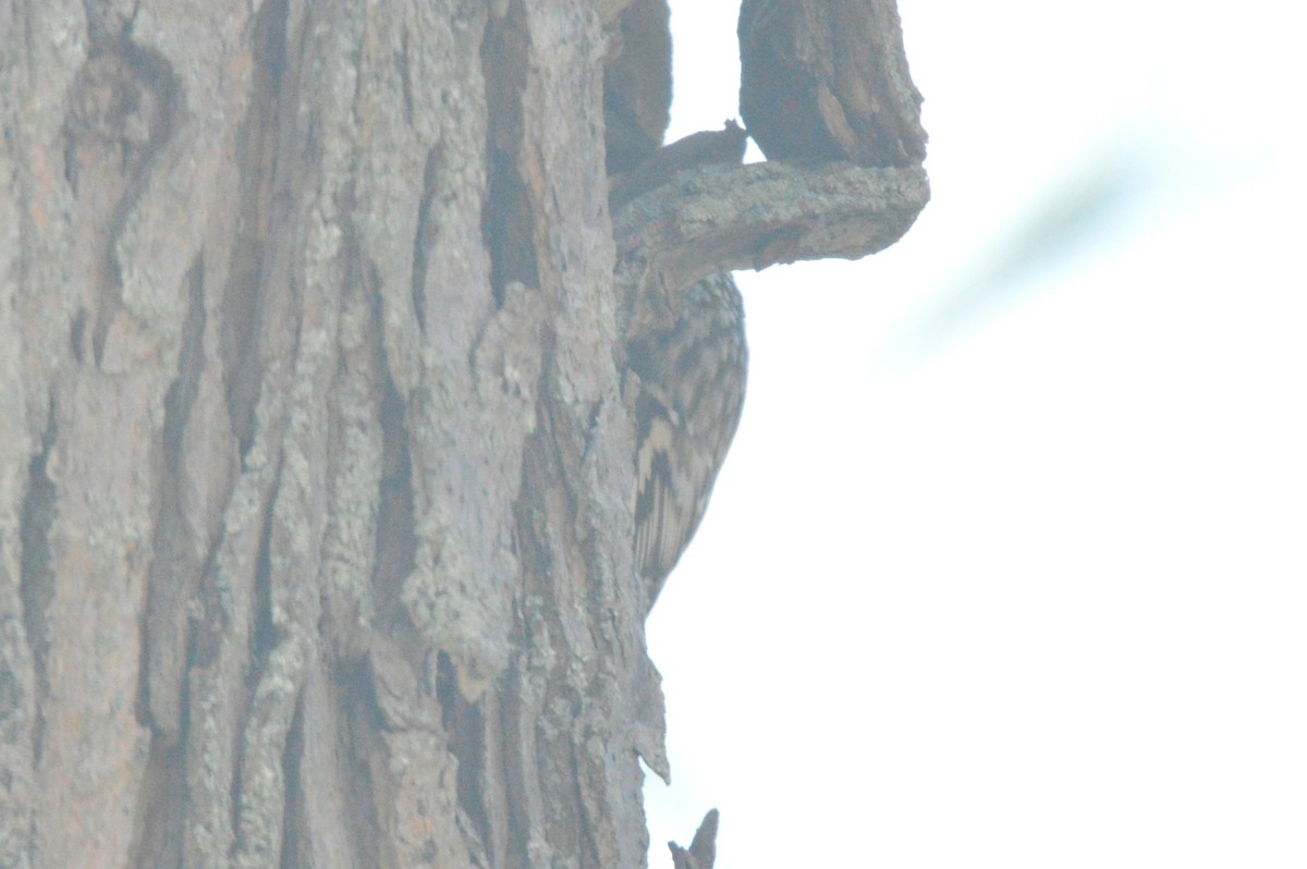 Brown Creeper - ML651057653