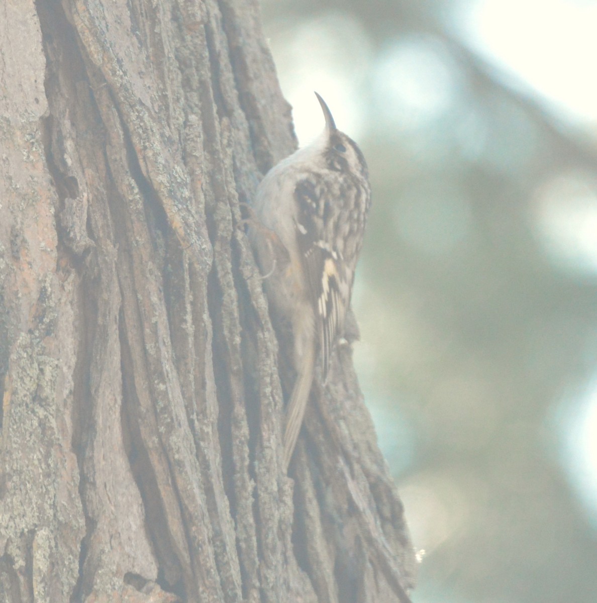 Brown Creeper - ML651057654