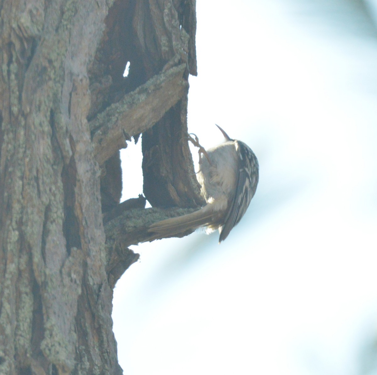 Brown Creeper - ML651057655