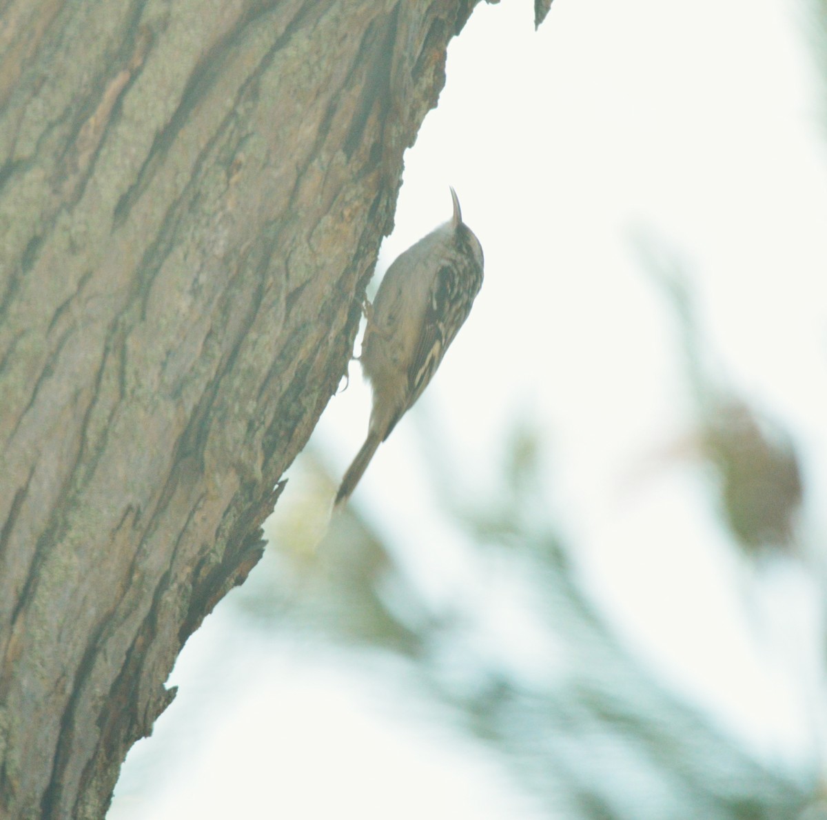 Brown Creeper - ML651057656