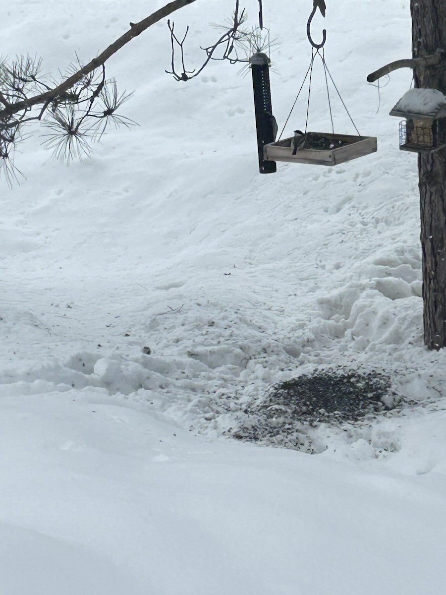 セジロアカゲラ - ML651057684