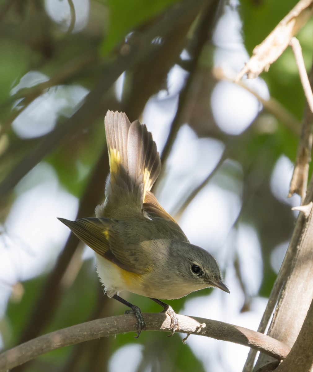 Горихвостковая древесница - ML651057687