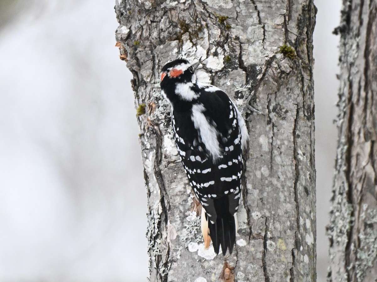 セジロアカゲラ - ML651057992