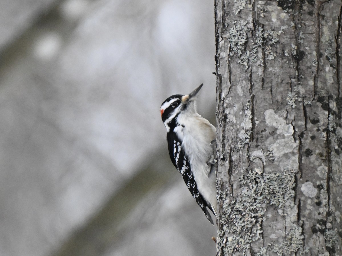 セジロアカゲラ - ML651058004