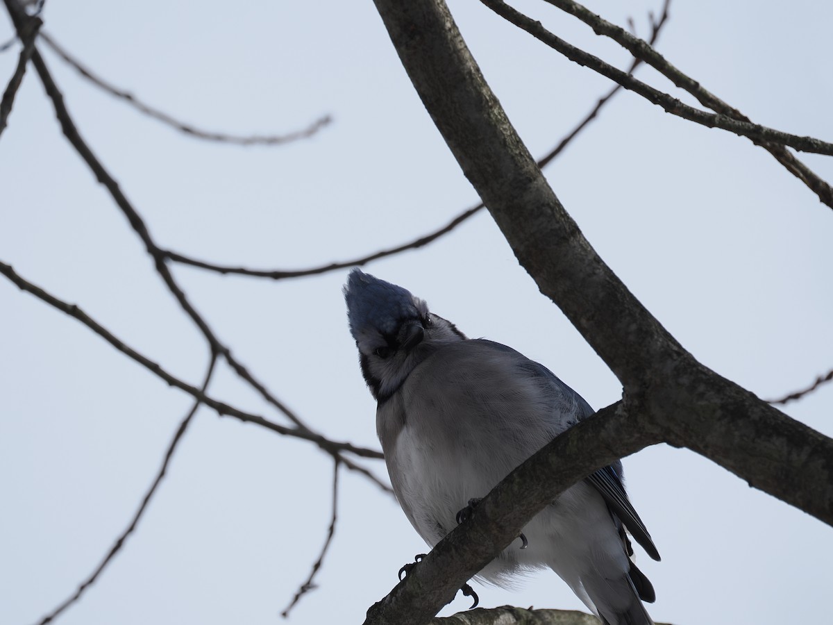 Blue Jay - ML651058128