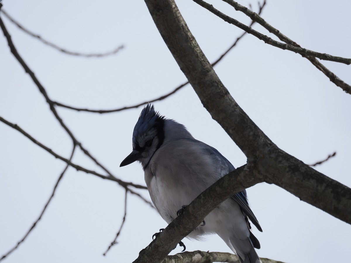 Blue Jay - ML651058129