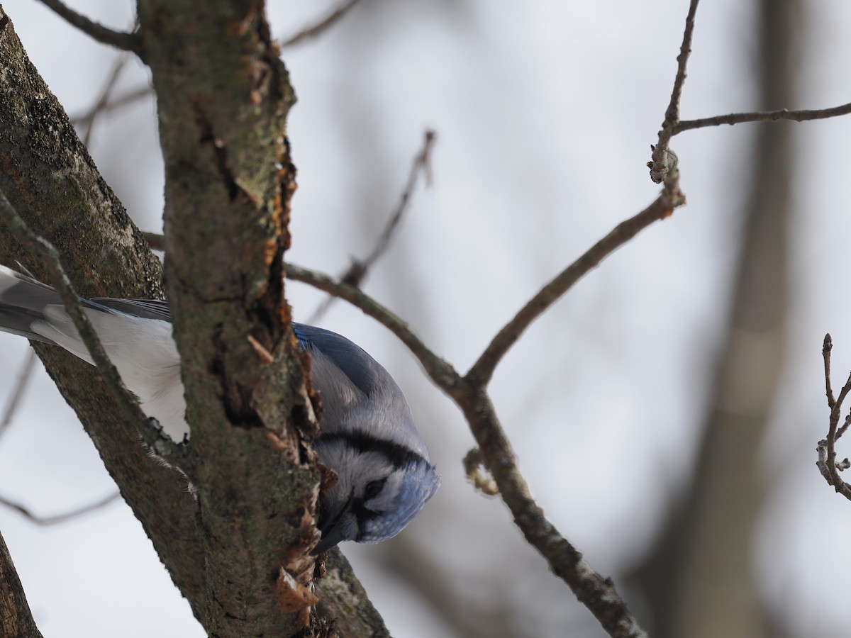 Blue Jay - ML651058130