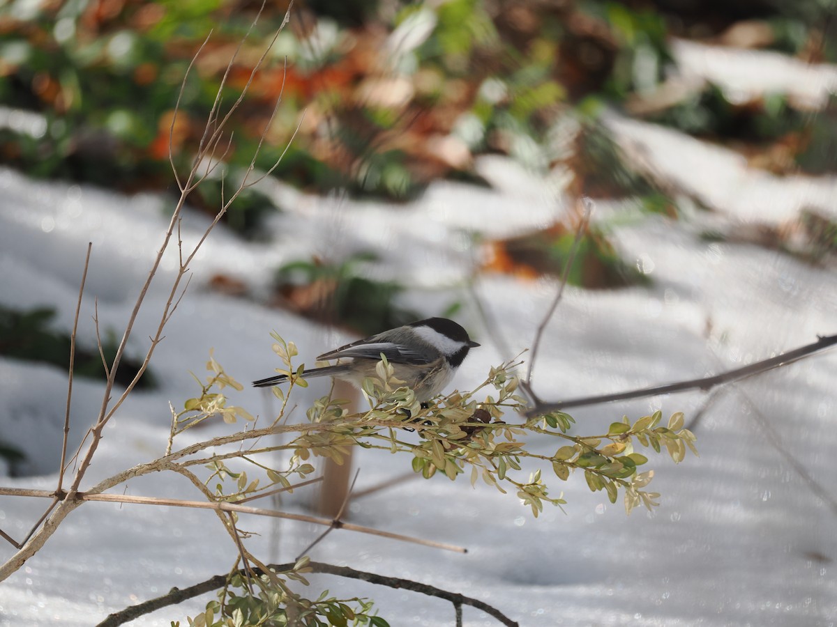 Black-capped Chickadee - ML651058152