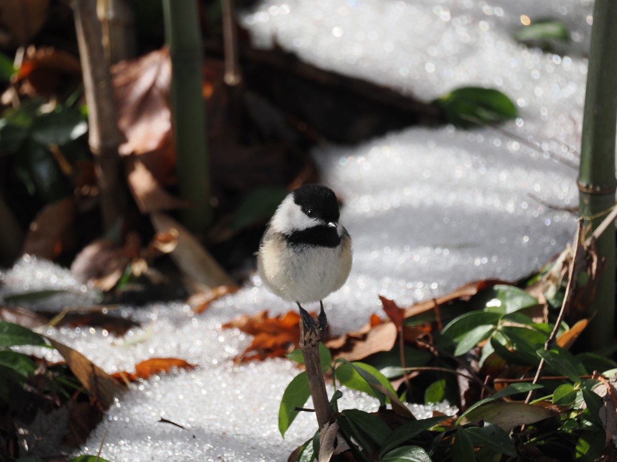 Black-capped Chickadee - ML651058154
