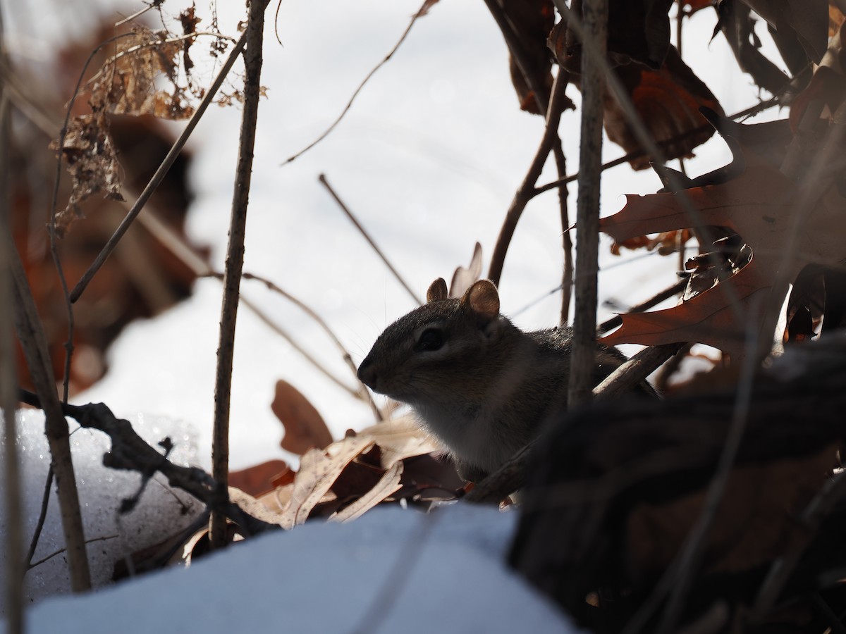 Eastern Chipmunk - ML651058192
