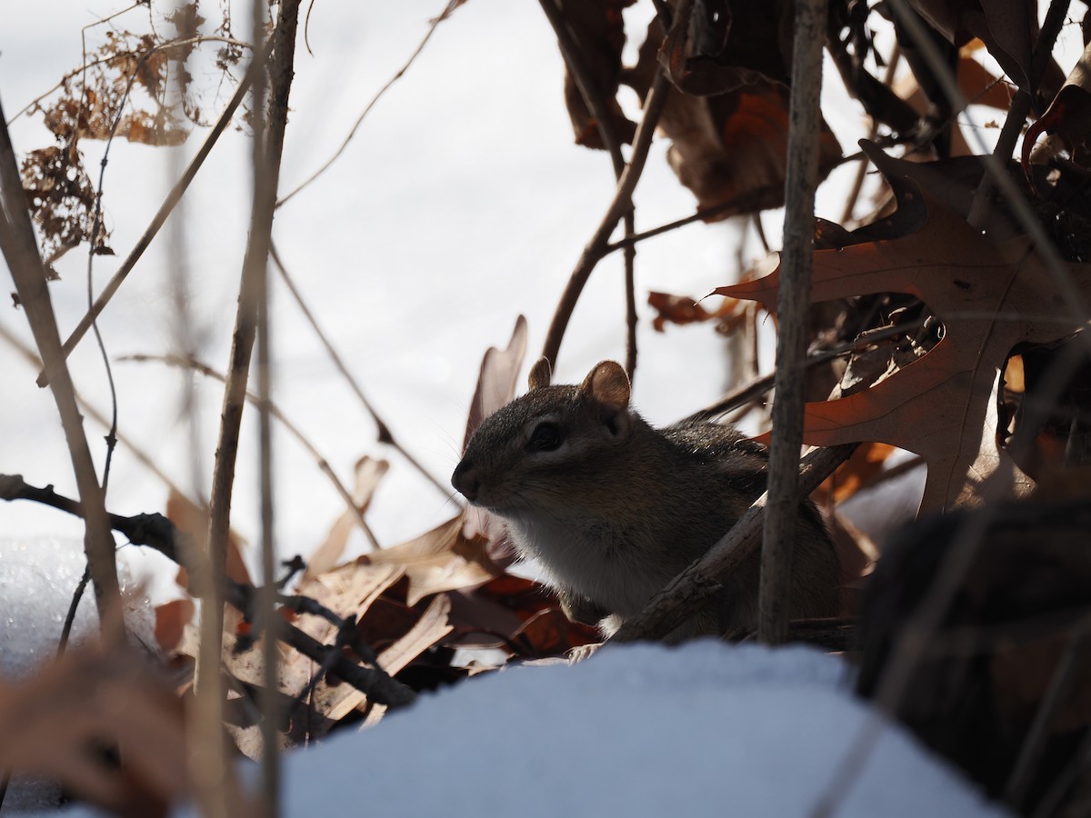 Eastern Chipmunk - ML651058193