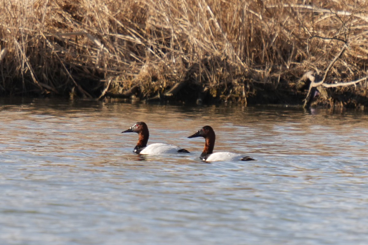 Porrón Coacoxtle - ML651058203