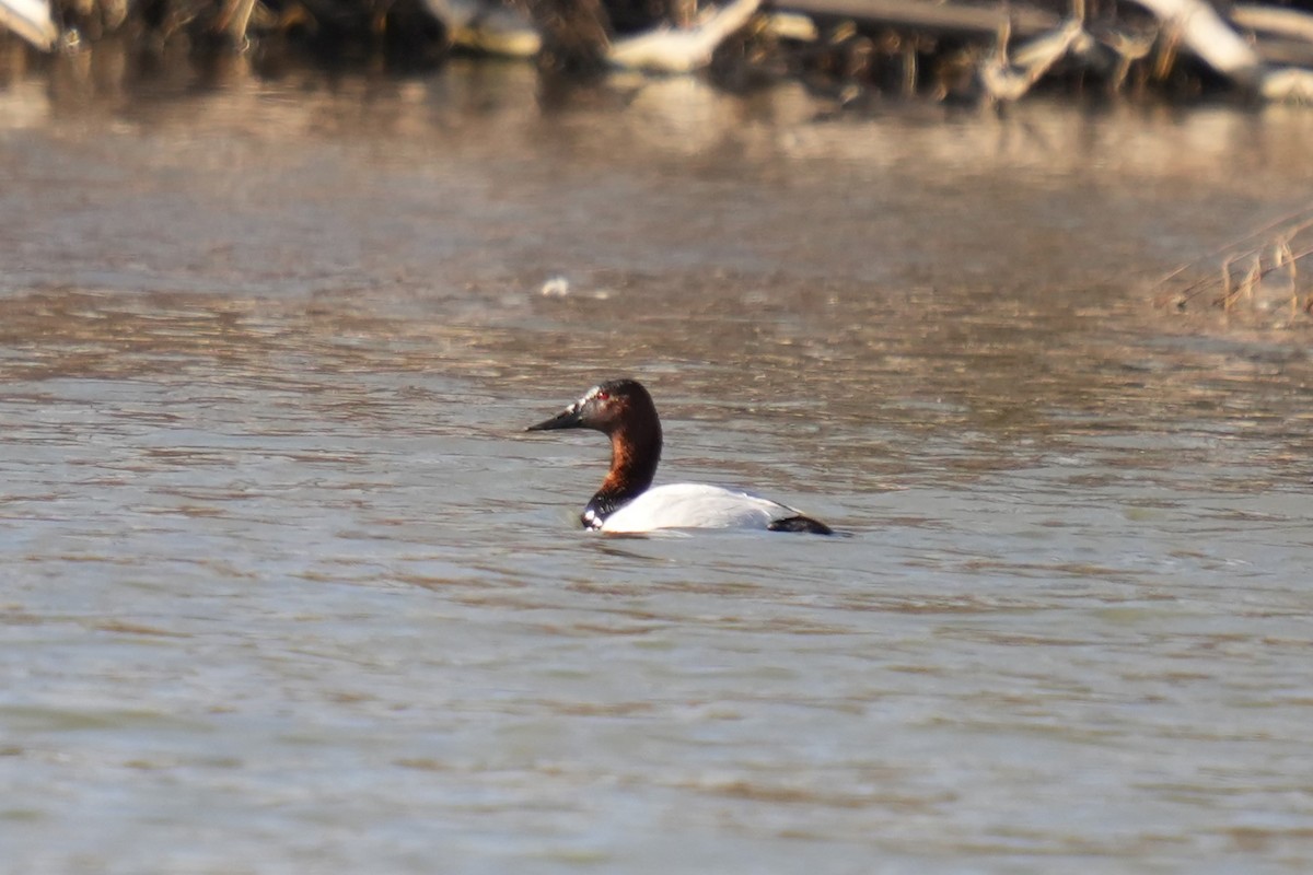 Porrón Coacoxtle - ML651058204