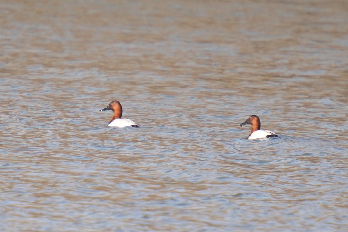 Porrón Coacoxtle - ML651058206