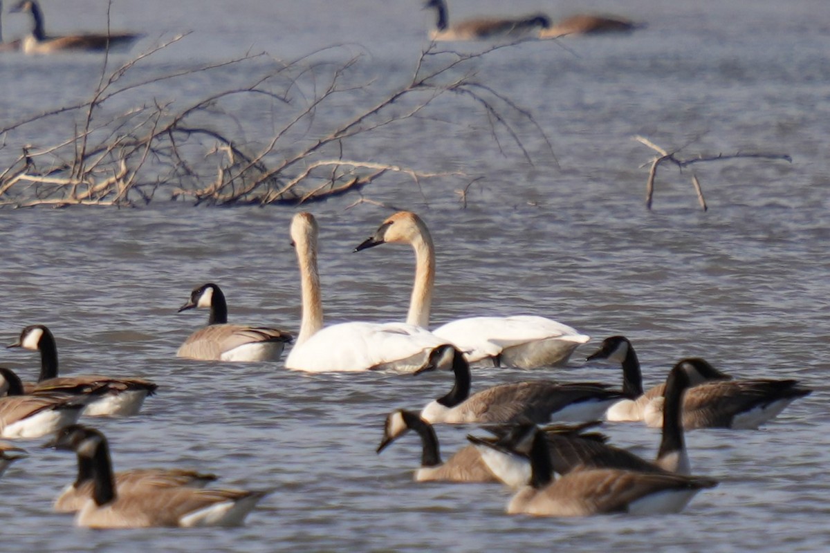 ברבור אמריקני - ML651058232