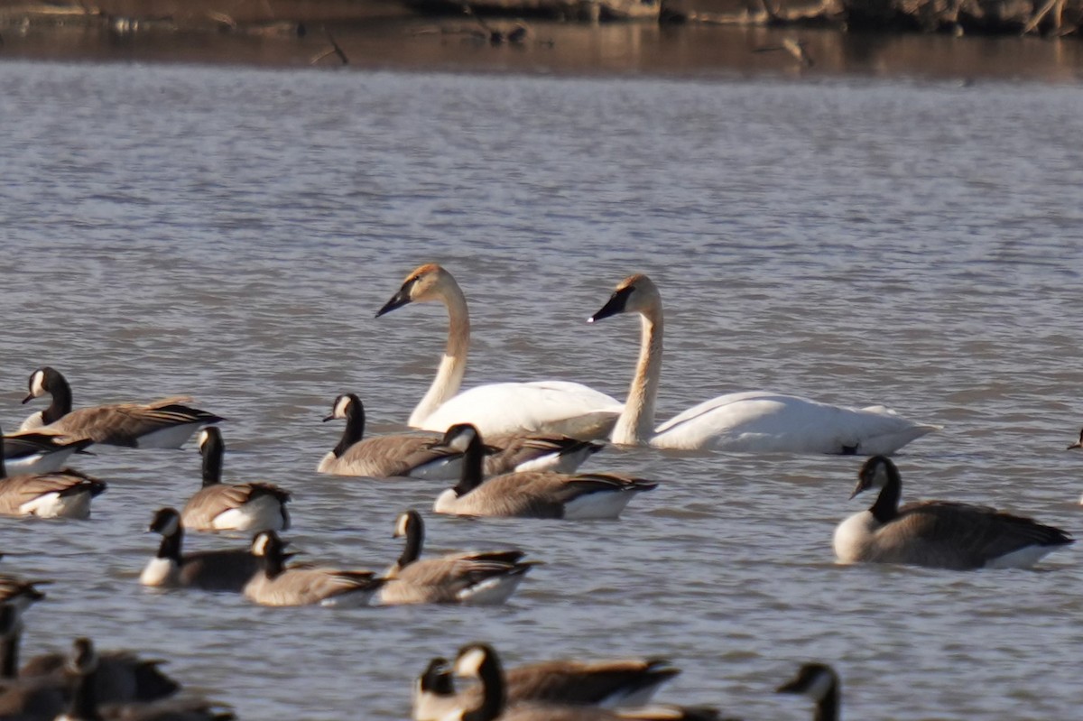 ברבור אמריקני - ML651058233