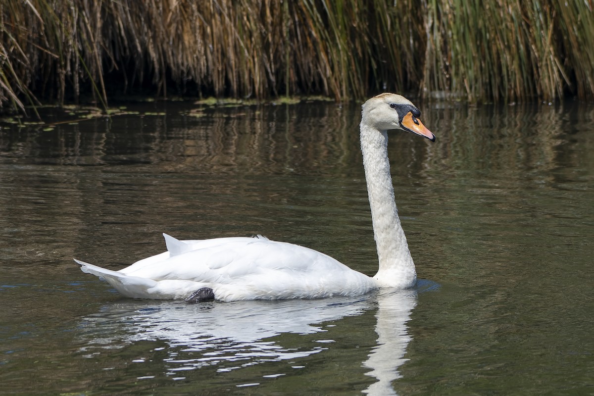 Хуруут хун - ML651058263