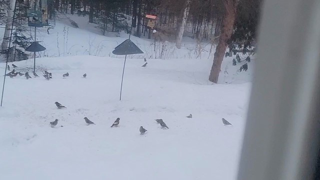 Evening Grosbeak - ML651058319