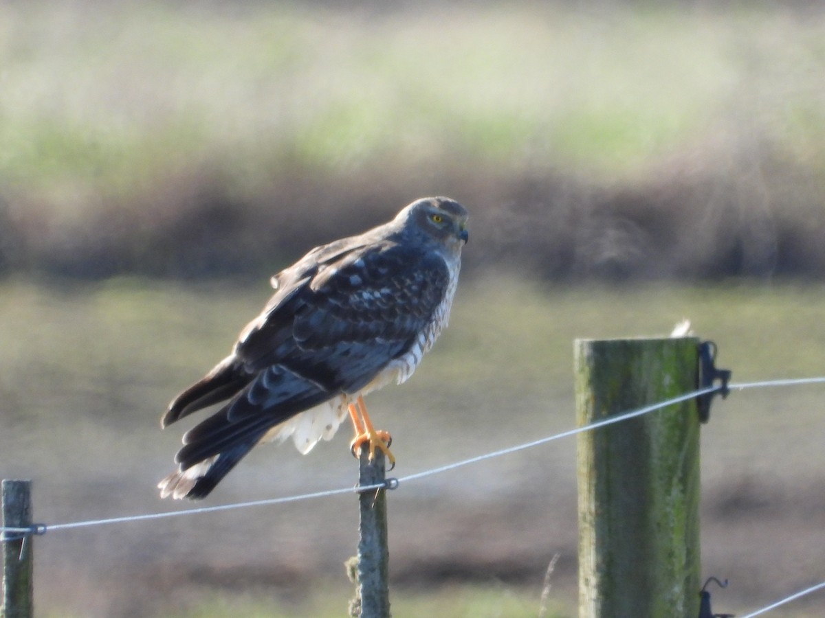 זרון אמריקני - ML651058596