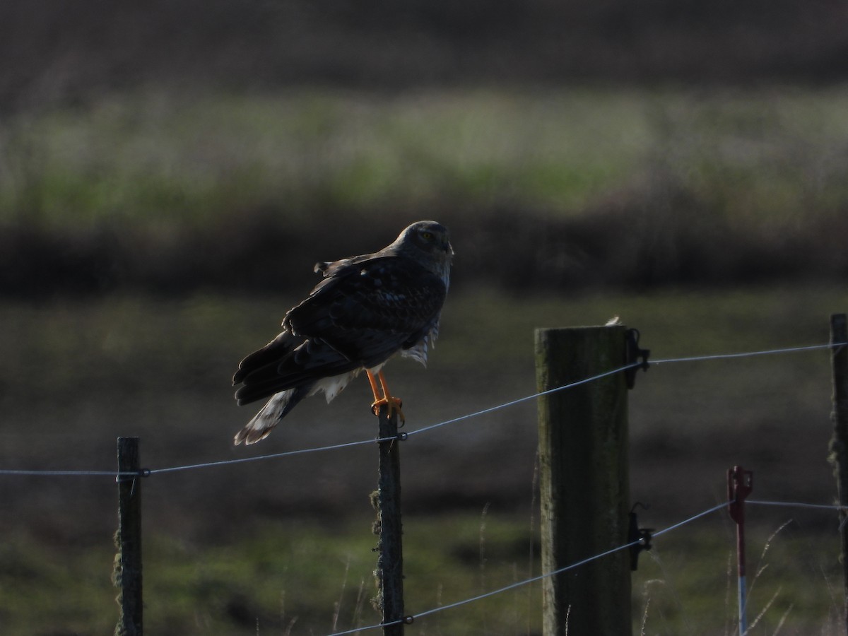 זרון אמריקני - ML651058597