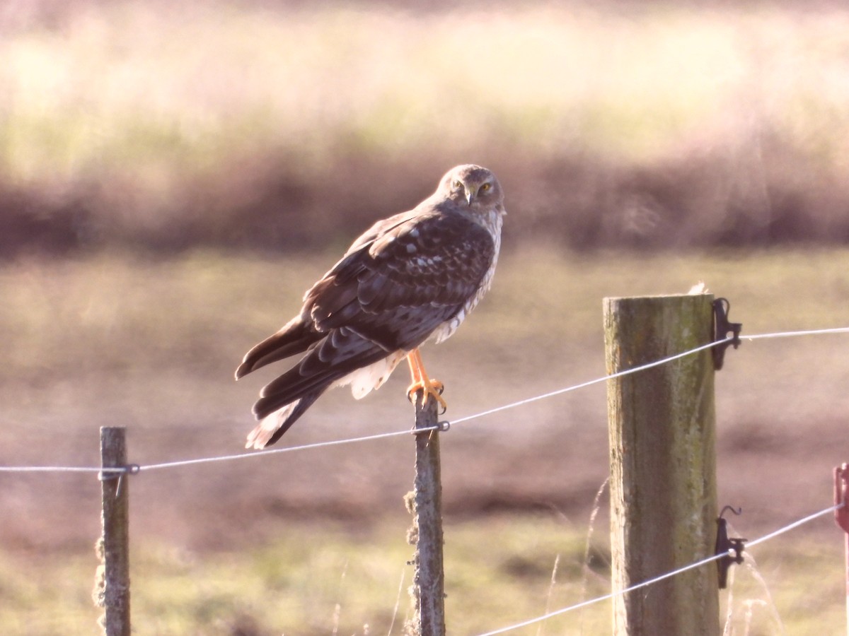 זרון אמריקני - ML651058598