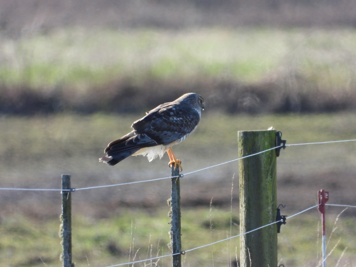 זרון אמריקני - ML651058599