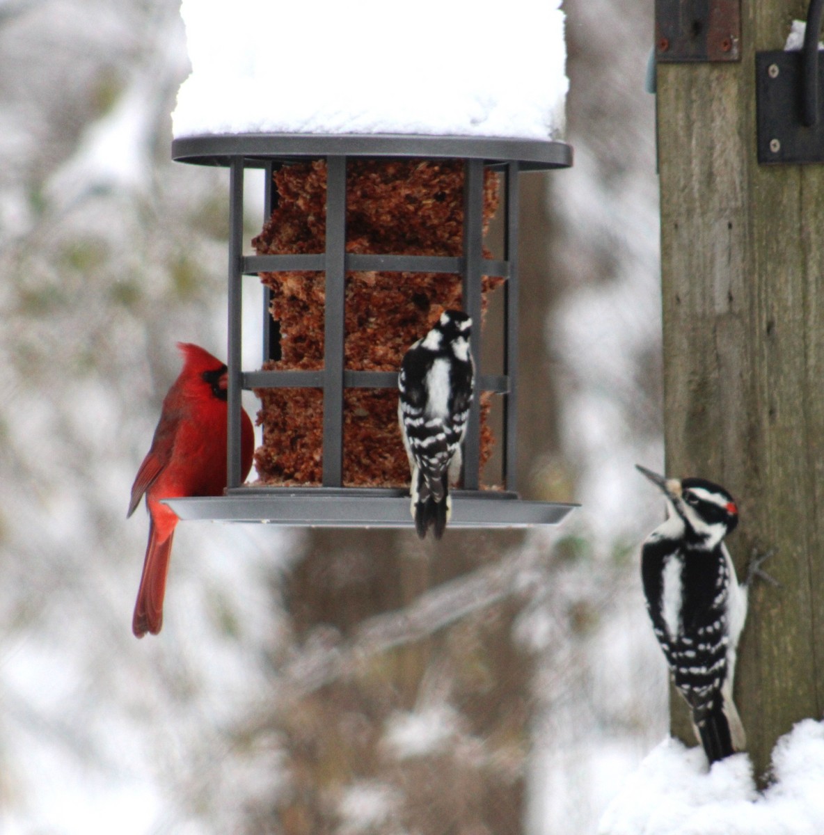 セジロアカゲラ - ML651058756