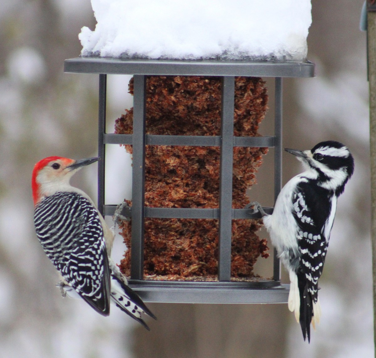 セジロアカゲラ - ML651058757