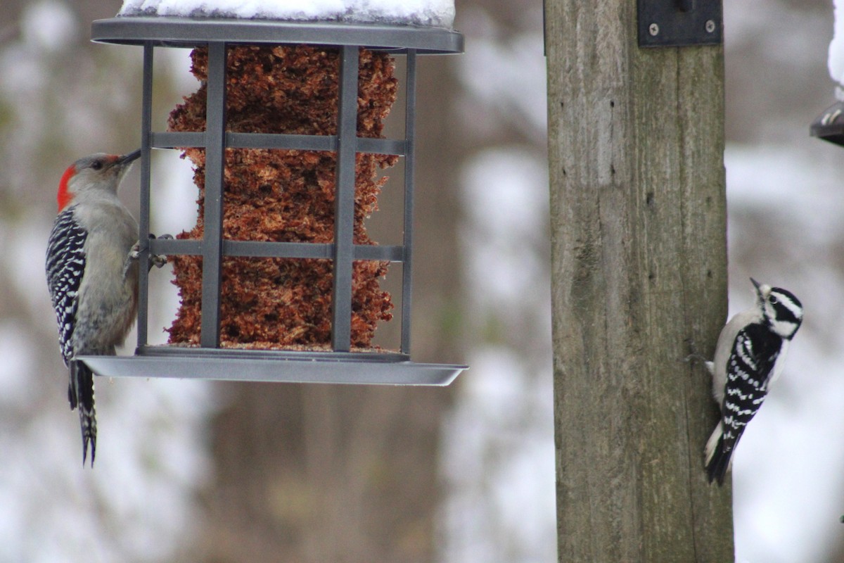 セジロアカゲラ - ML651058758