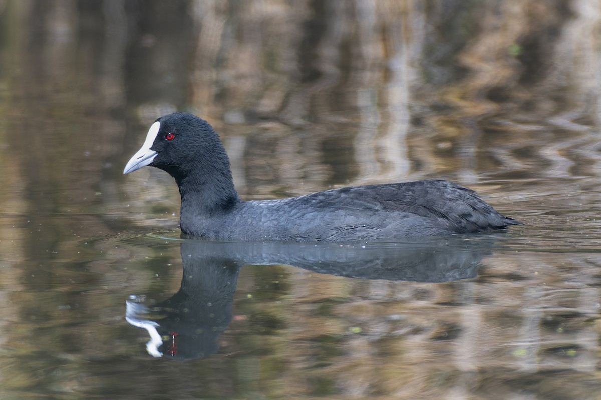 Халзан түнжүүр - ML651058830