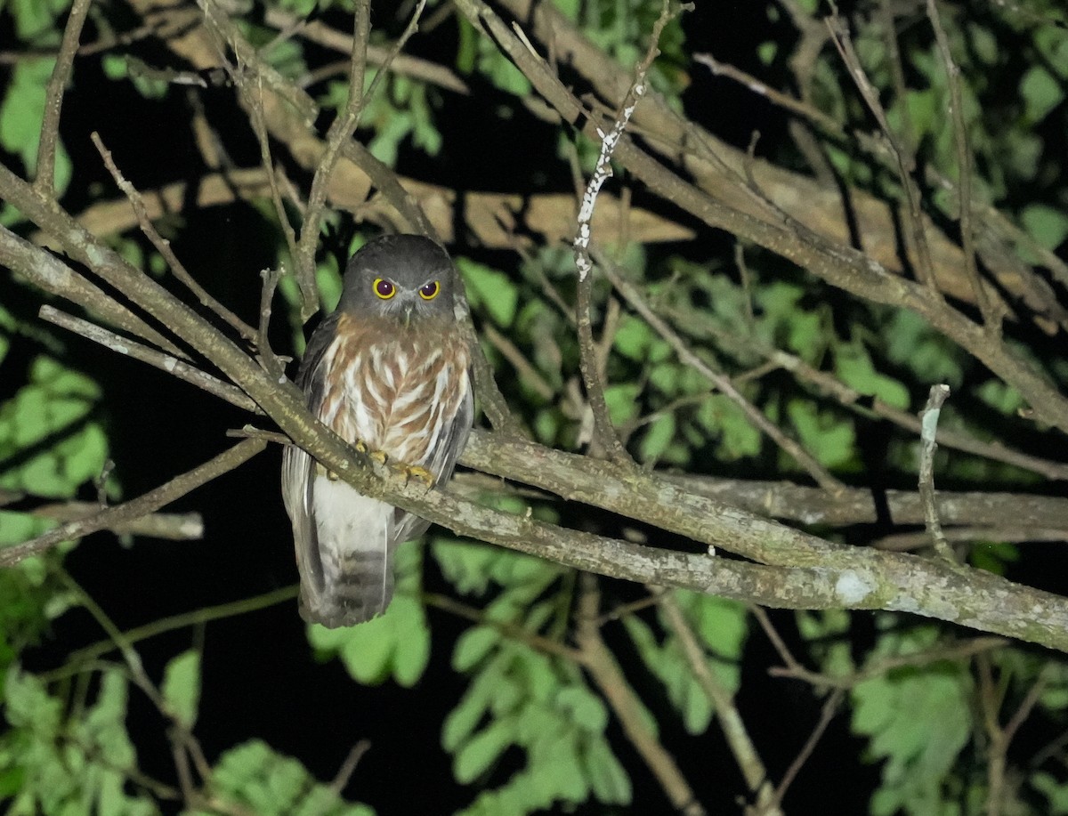 Andaman Boobook - ML651058834