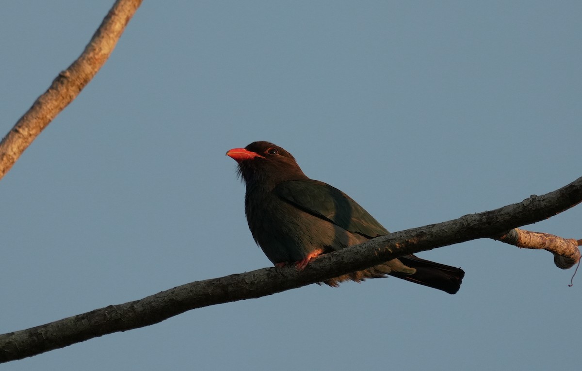 Dollarbird - ML651058923