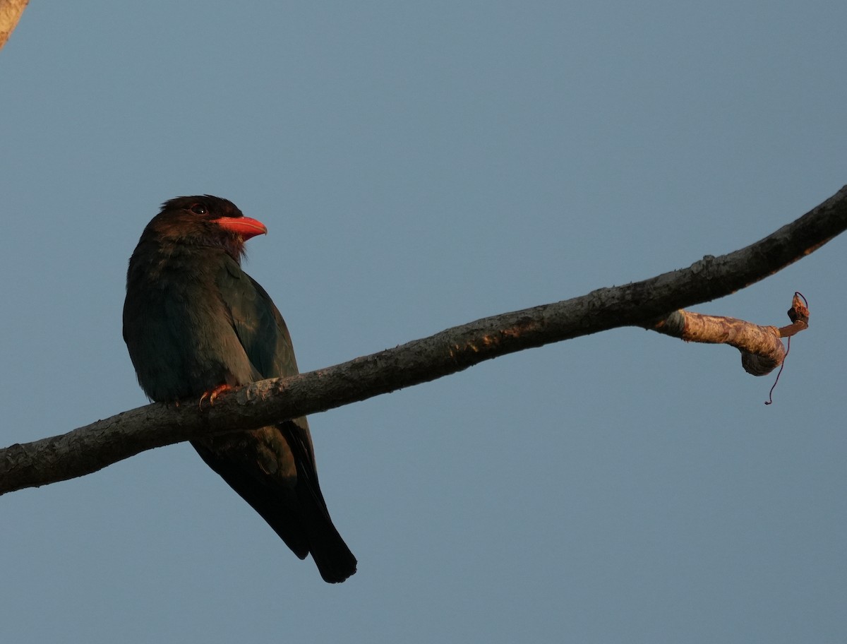 Dollarbird - ML651058939