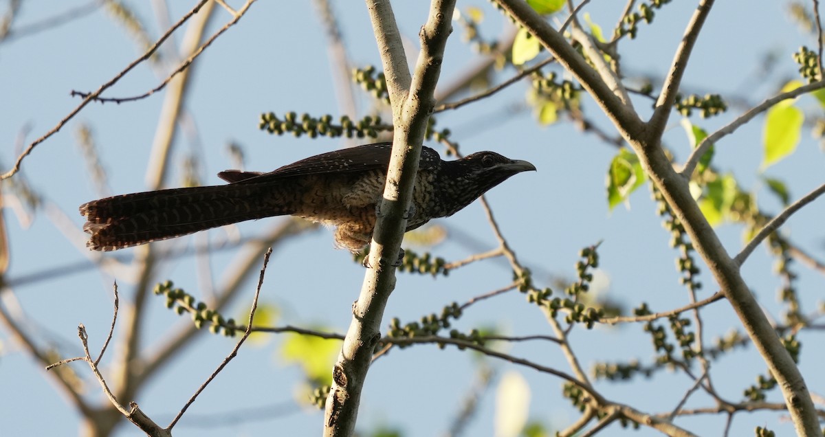 Asian Koel - ML651059000