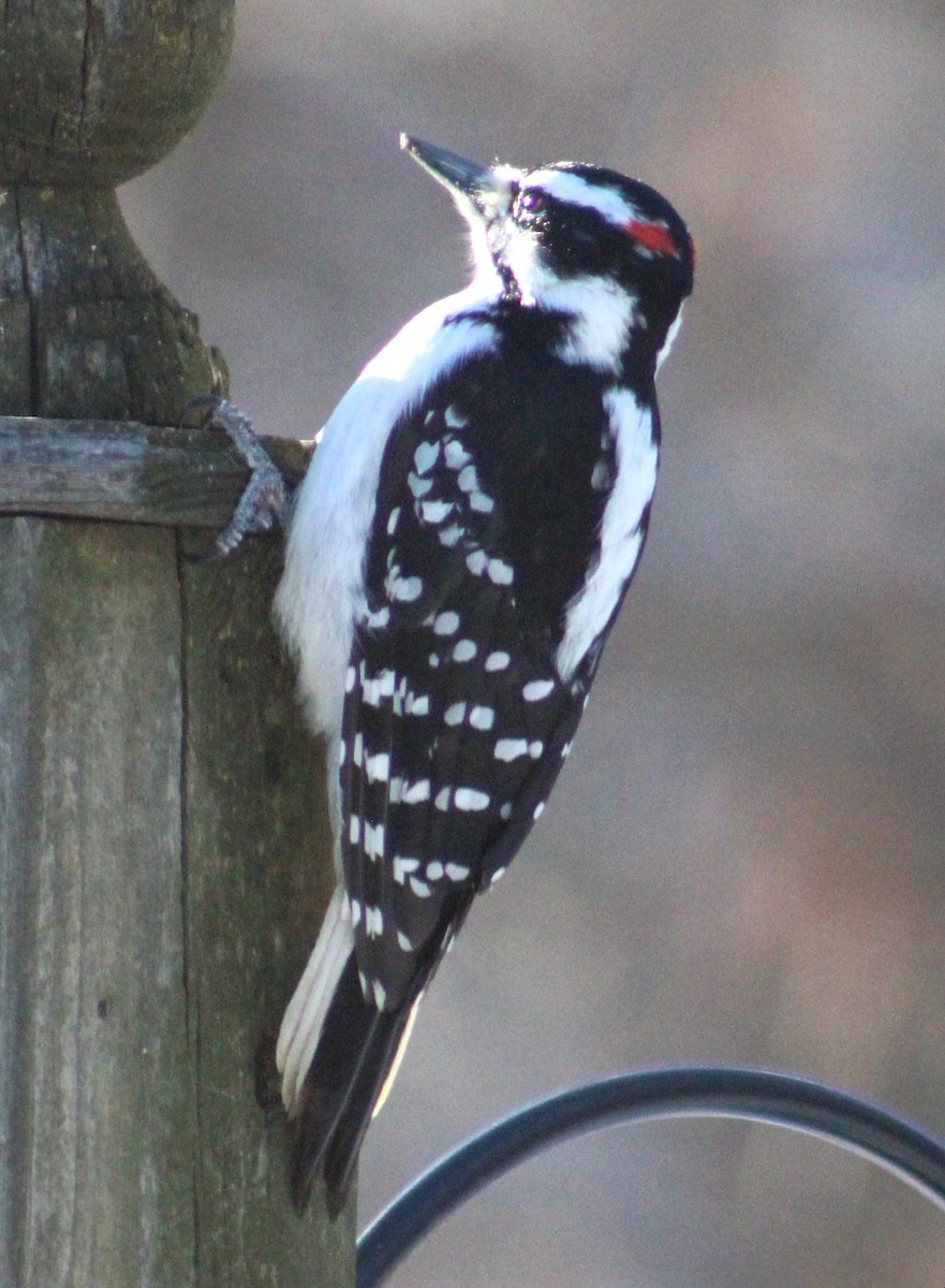 セジロアカゲラ - ML651059242