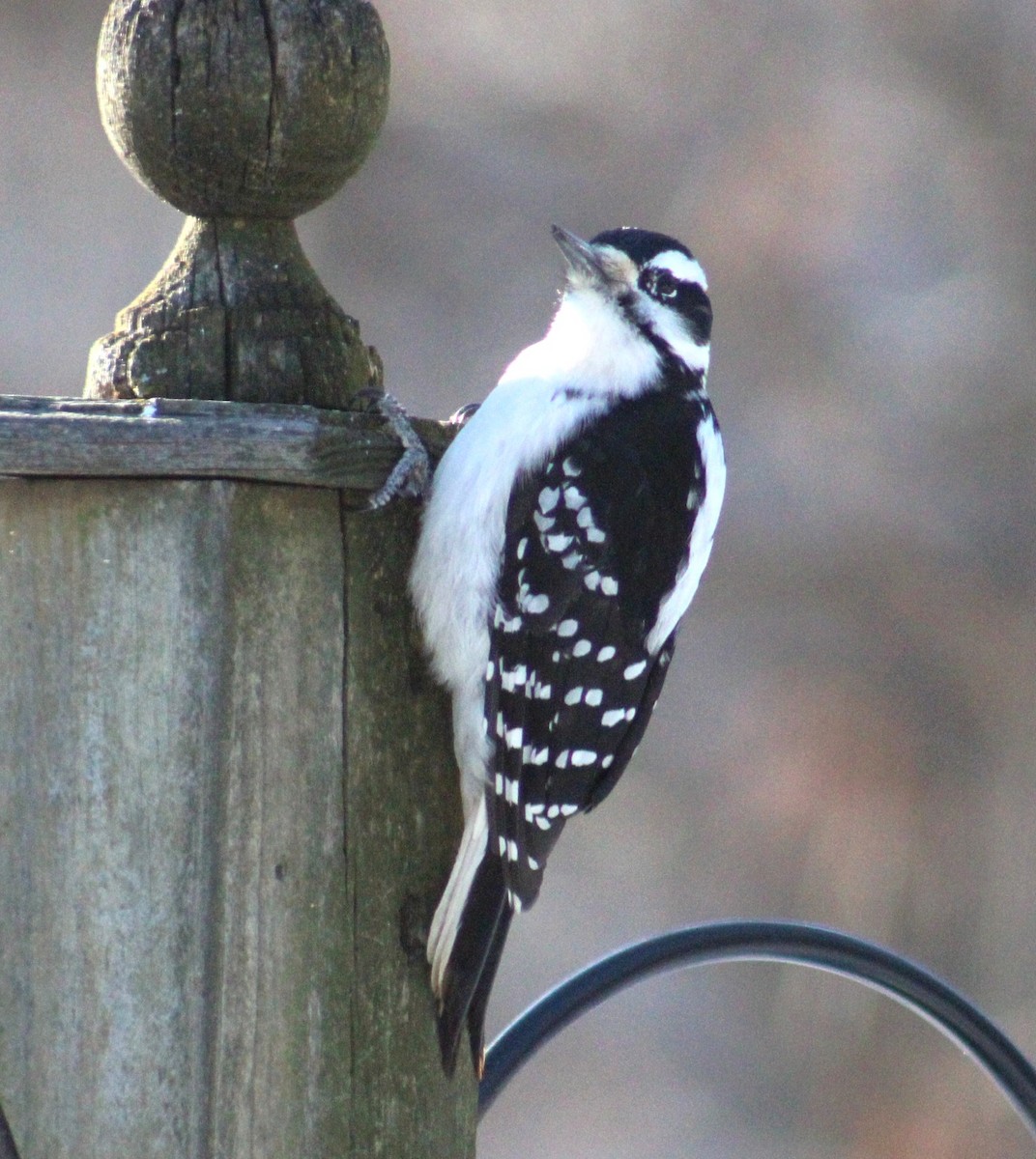 セジロアカゲラ - ML651059243