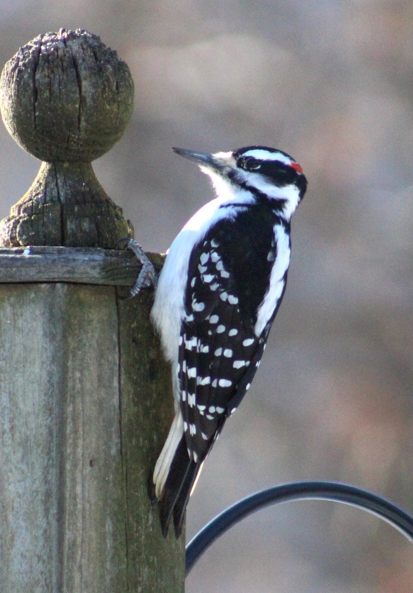 セジロアカゲラ - ML651059244