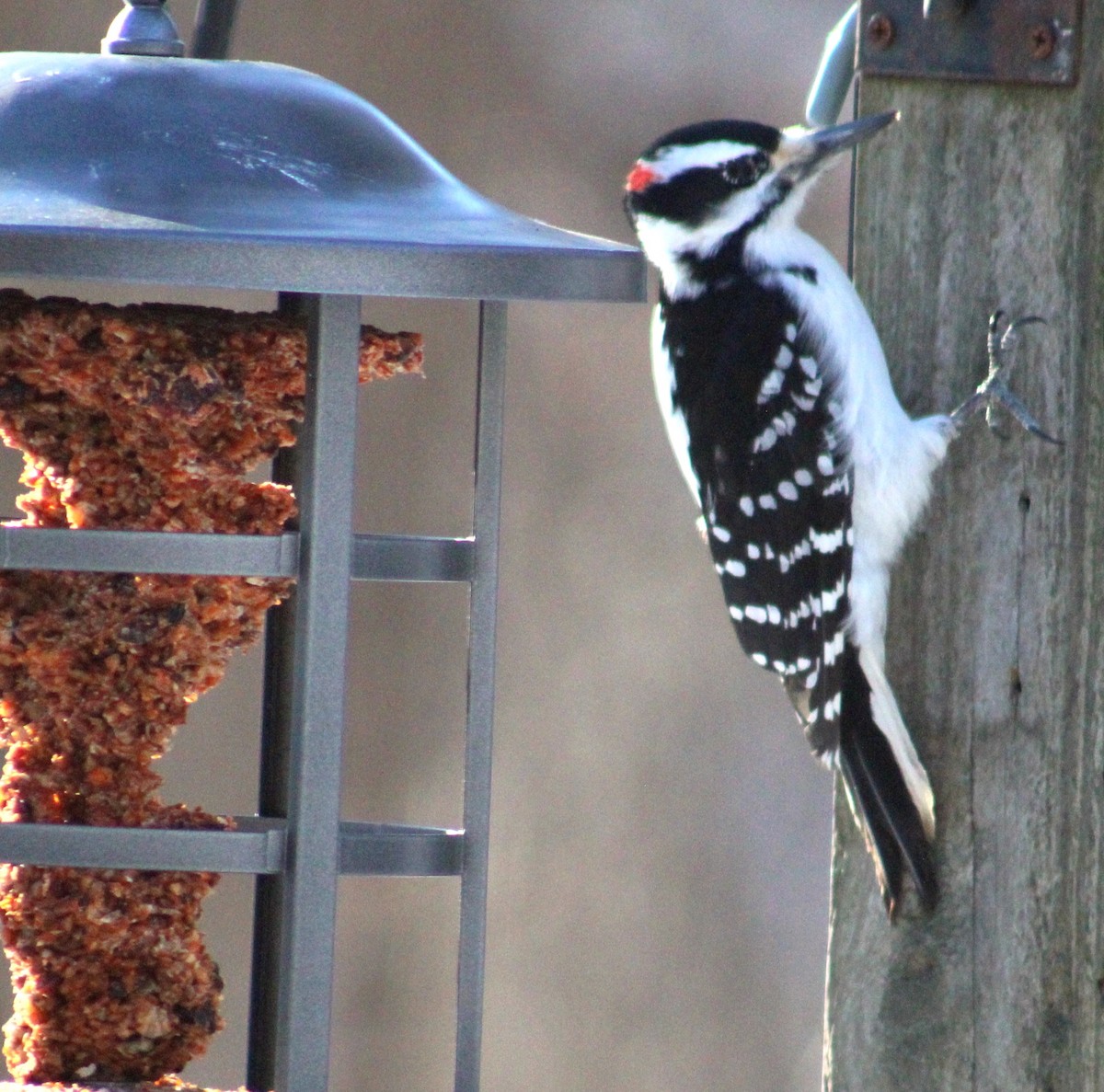 セジロアカゲラ - ML651059245