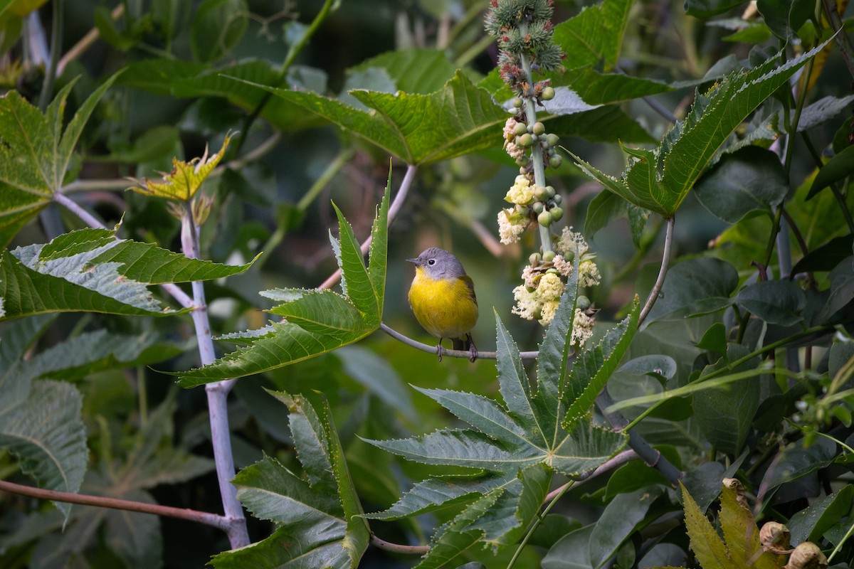 Nashville Warbler - ML651059258