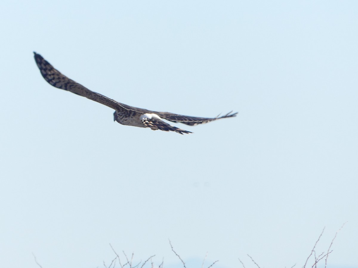 זרון אמריקני - ML651059570