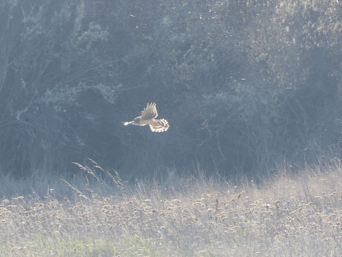 זרון אמריקני - ML651059573