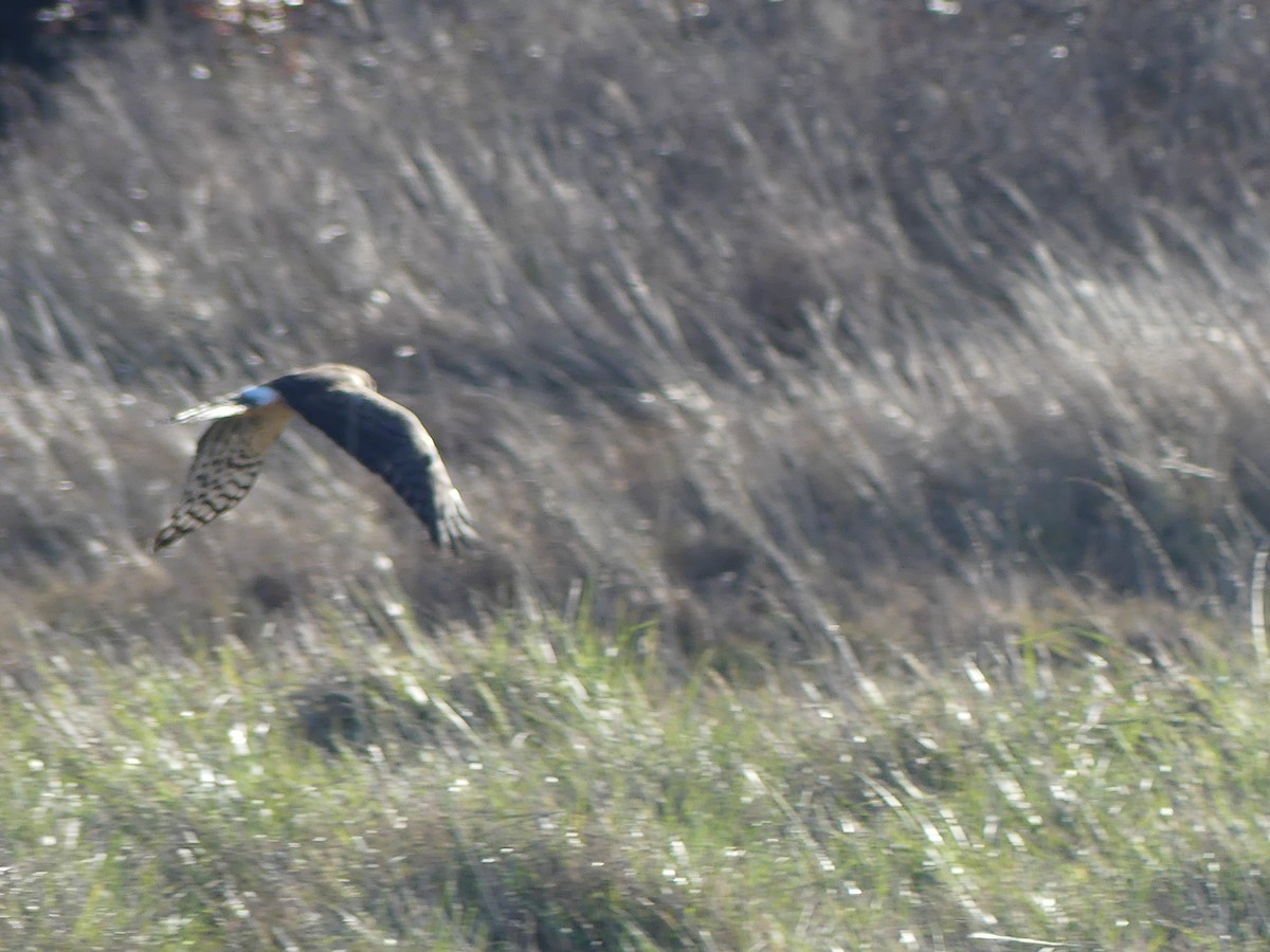 זרון אמריקני - ML651059574