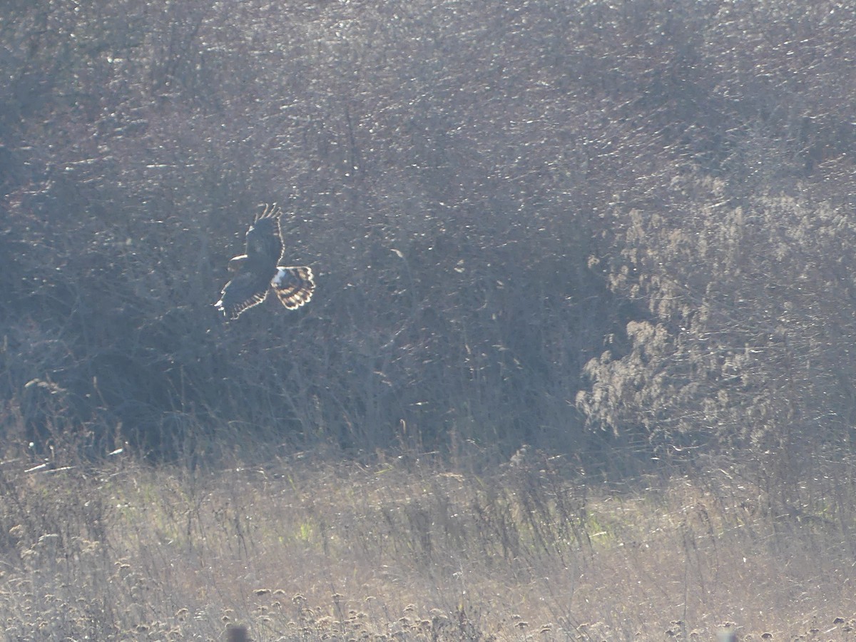 זרון אמריקני - ML651059575