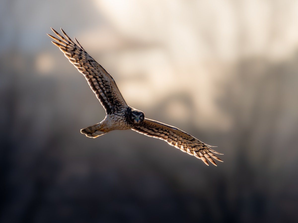 זרון אמריקני - ML651059587