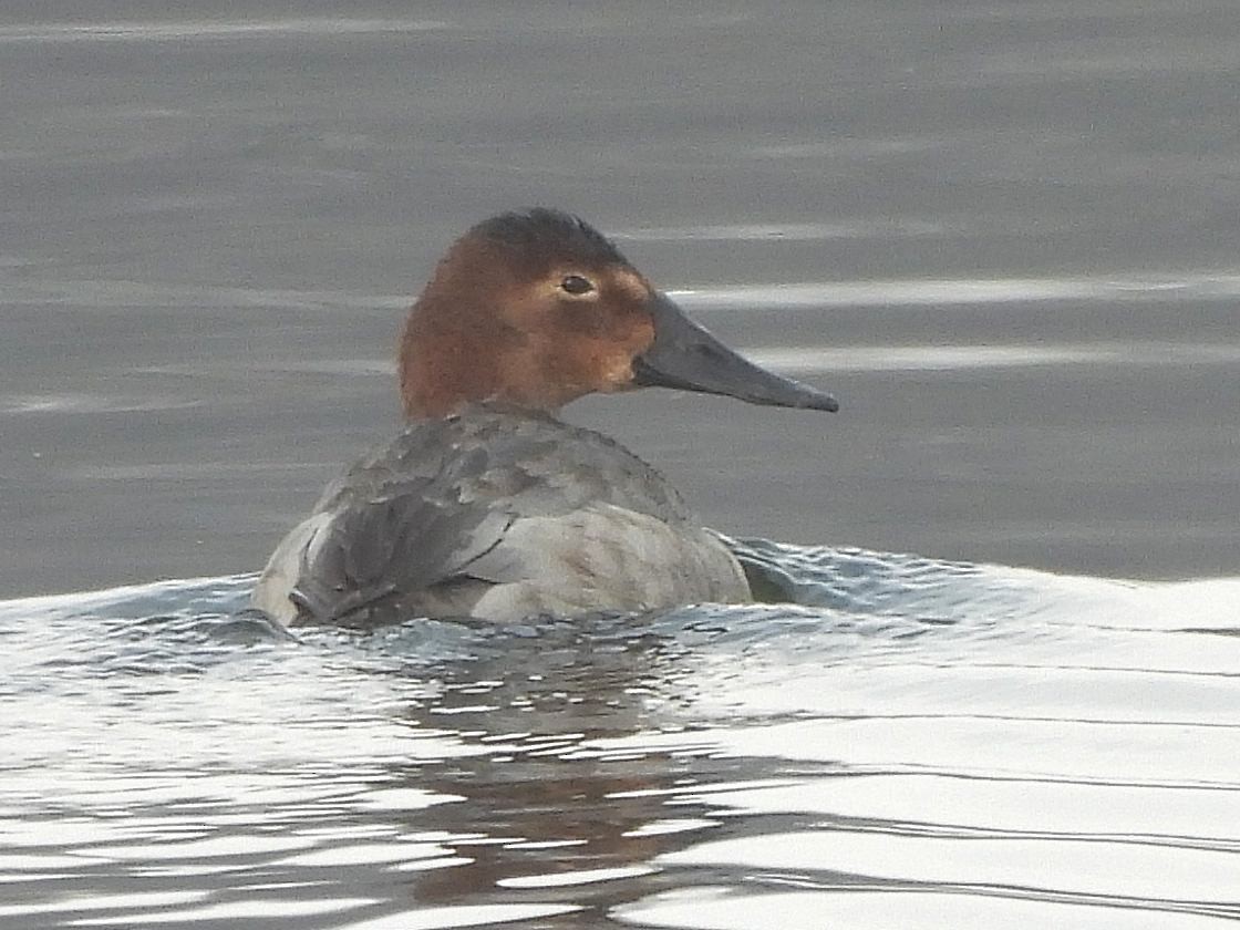 Porrón Coacoxtle - ML651059675