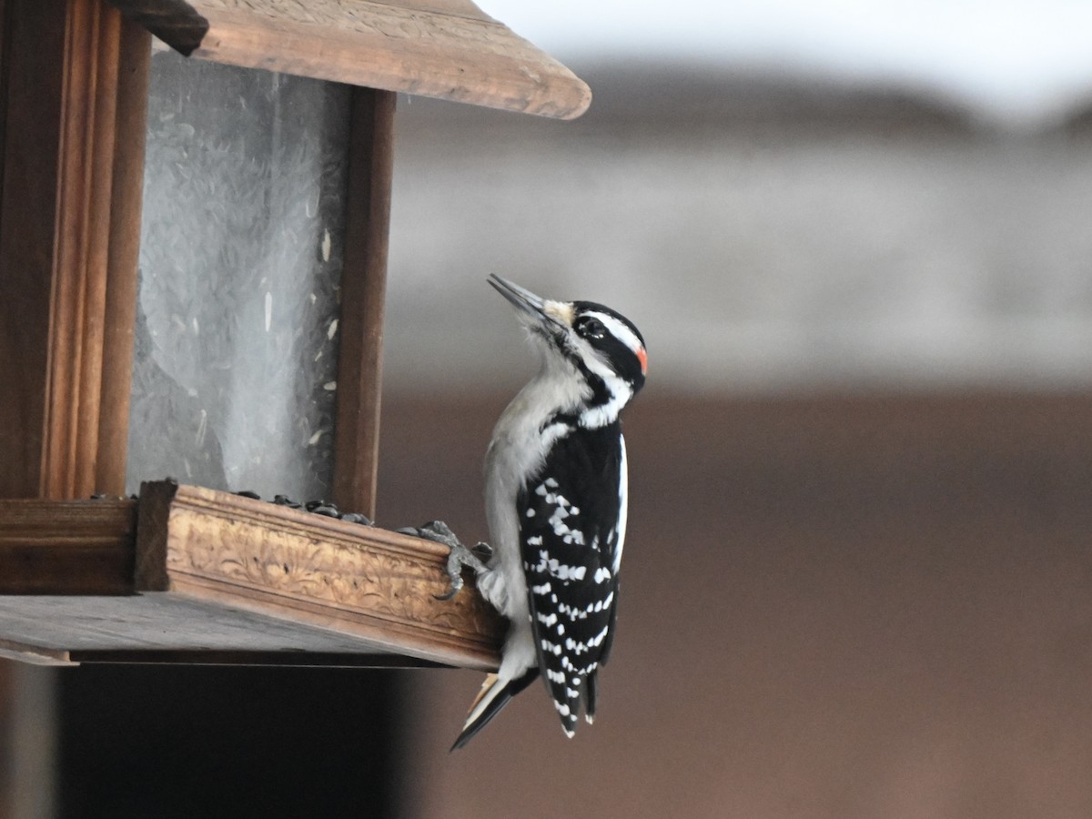 セジロアカゲラ - ML651059748