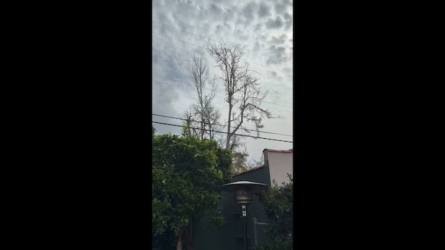 čížek žlutý - ML651059793